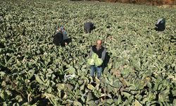 Erzincan sebze üretiminde bölgesel merkez olma yolunda ilerliyor