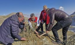 Erzurum’da tuz çalısı yetiştiriciliği başladı: Verimsiz meralar hayvanlar için verimli otlaklara dönüşüyor