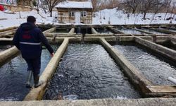 Erzincan’da kuluçhane tesislerinde denetime devam