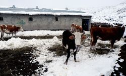 Iğdır'ın dağ köylerindeki besicilerin zorlu kış mesaisi başladı