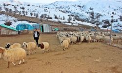 Hayvancılıkta İlaç Krizi: Zamlar Üreticiyi Zor Durumda Bırakıyor