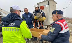 Varto’da Elektrik Tellerine Sıkışan Yaralı Puhu Kurtarıldı