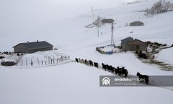 Muş'ta besiciler kışın zorlu koşullarına rağmen hayvanlarıyla ilgileniyor