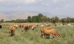 Erzincan’da ıslah alanı açıklandı