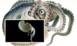 150 Milyon Yıllık Deniz Mucizesi: Argonaut Ahtapotunun Şaşırtıcı Sırrı