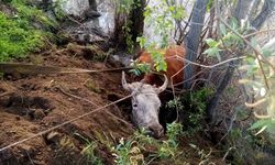 Erzincan’da hayvan kurtarma operasyonu