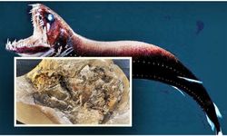 380 Milyon Yıllık Fosilde İlk Kez Üç Boyutlu Kalp ve Organlar Keşfedildi