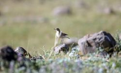 Boz Kuyrukkakan Kuşunun Eşsiz Kuyruk Sallama Dansı Kamerada