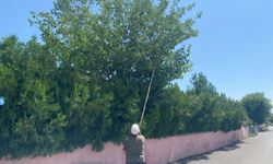 Erzincan’da sıcak hava olgunlaştırdı, vatandaşlar toplamaya başladı