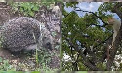 Erzincan’da Bayram Doğasında Sürpriz Anlar: Kirpinin Görünmezlik Taktiği ve Kedi Kavgası Amatör Kamerada!