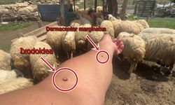 Hem Hayvanlarını Hem Kendilerini Kenelerden Korumaya Çalışıyorlar! (VİDEO HABER)