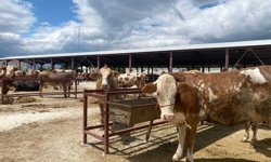 Kurban ibadetinde doğru bilinen 10 yanlış açıklandı