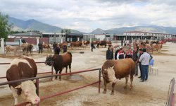 Erzincan'da Kurbanlık Fiyatları Belli Olmaya Başladı