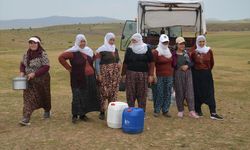 Muş’ta Berivanların Zorlu Mesaisi: Günde İki Kez 15 Kilometrelik Sağım Yolculuğu