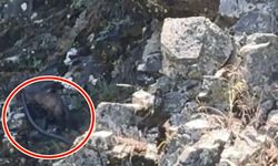 Tunceli’de Nadir Görülen An: Sansar, Gündüz Vakti Yılan Avlayıp Kayalıklara Tırmandı