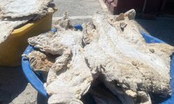 Tulum peynirin sırrı bu doğal katkıda saklı
