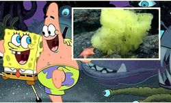 Okyanus Dibinde SpongeBob ve Patrick Şaşkınlığı: Gerçek Hayatta Karşımıza Çıktılar!