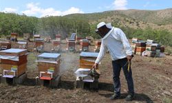 Erzincan Arıcılığında Verimlilik Sırrı