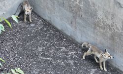 Boş havuza düşen iki tilki itfaiye ekiplerince kurtarıldı