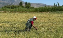 Erzincan’da Hasat Öncesi Denetimler Sürüyor