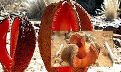 Yeraltından Gelen Canavar Bitki! Şifalı Meyvesiyle Hydnora Africana