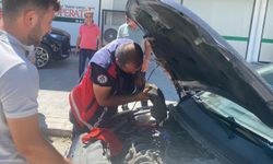 Araçta Sıkışan Kedinin yardımına ekipler yetişti (VİDEO HABER)