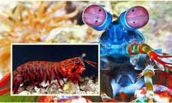 Camı Kıran Karides: Denizlerin Zırhlı Savaşçısı Mantis Karidesi!