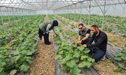 Erzincan’da Meyve Üreticilerine Kritik Uyarı!