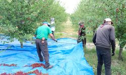 Erzincan’da işlenerek  ihraç ediliyor
