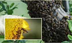 Arıların Şaşırtıcı Savunma Mekanizması: Kovanlarında Mumyalama Yapıyorlar!