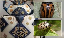 Doğanın Sanatçısı: Calligrapha Böceği Mürekkep Lekesi Gibi Desenleriyle Hayran Bırakıyor!
