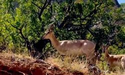 Erzincan’da Yaban Keçisi ve 3 Tüfek Ele Geçirildi, 970 bin 827 TL Ceza Kesildi