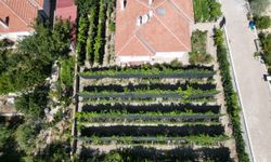 70 çeşit üzümle üretime başladılar