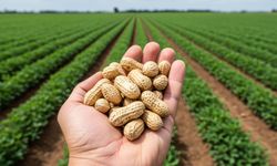 Genç Kalmanın Sırrı Fıstıkta Saklıymış: İşte Bilimsel Kanıtı