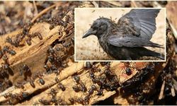 Kargaların Şaşırtıcı Tedavi Yöntemi: Karıncalarla Doğal Banyo!