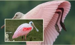 Doğanın Pembe Harikası: Pembe Kaşıkçı Kuşunun Rengârenk ve Sıradışı Dünyası