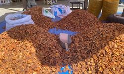 Erzincan’da Kuru Kayısı Kilosu 600 TL’ye Ulaştı