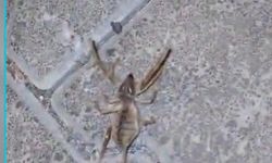 Zehirli Örümcek Vatandaşları Korkuttu (VİDEO HABER)