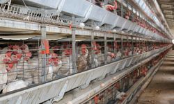 Erzincan’da Yumurta Tavukçuluğu Yükselişte