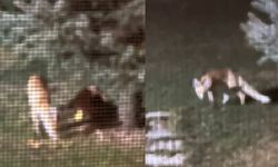 Tilkinin Park Eğlencesi: Kaydıraktan Kaydı, Bahçede Dolaştı (VİDEO HABER)