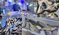 Balık Tezgahları Şenlendi! Erzincan'da Güncel Balık Fiyatları Ne Kadar?
