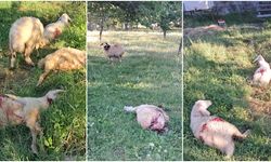 Erzincan’da Sokak Köpekleri Dehşeti: 6 Kuzu Telef Oldu (VİDEO)