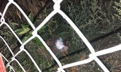 Erzincan’da Şaşırtan Olay: Civcivleri Yiyen Tilki Değil Kirpi Çıktı (VİDEO)