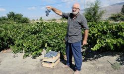 Cimin Üzümünde Hasat Başladı: Sofralıkta Eşsiz, Şarapta Kullanılamaz (VİDEO)