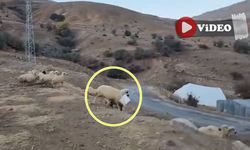 Boynuna Kova Geçen Koyun Ortalığı Birbirine Kattı! (VİDEO)