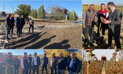 Erzincan Çayırlı’da Hasat Zamanı: Çerezlik Ayçiçeğinde Rekor Beklentisi!