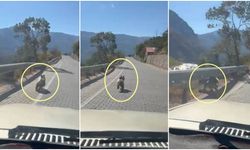 Erzincan'da Yaban Hayvanları İlçe Merkezine Kadar İndi (VİDEO)