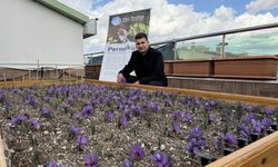 Ülkü Ocakları Genel Merkezi Terasında Safran Hasadı Yaptı