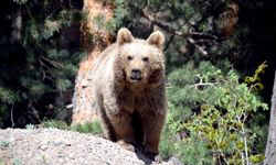 Erzincan'da ayı saldırısı