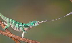Bukalemunların Gizemli Av Taktikleri ve Göz Kamaştıran Yeteneği!